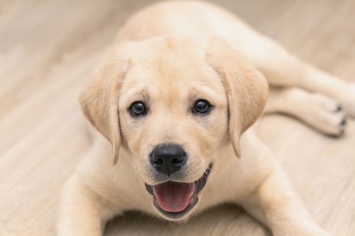 Labrador Retriever