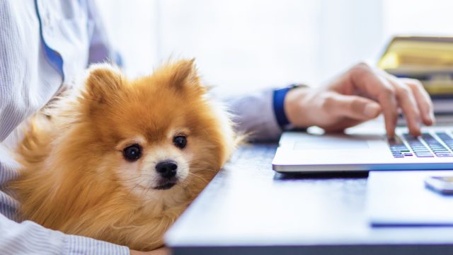 Person Working from Home with Their Dog