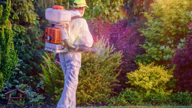 pest control in backyard