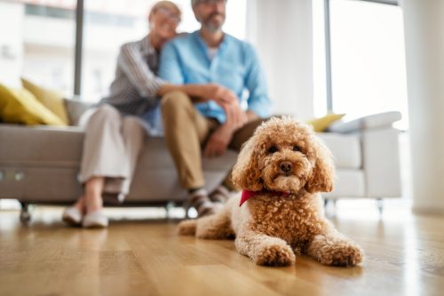 Portrait of cute brown toy poodle at home with his owners in the background