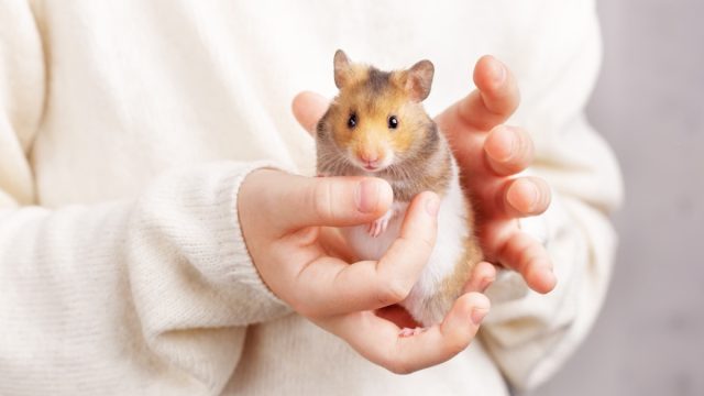 A cute fluffy golden hamster with a white tummy sits in the arms of a child in a light sweater and looks at the camera. Pet care concept, love for animals. Beautiful card with an animal theme.