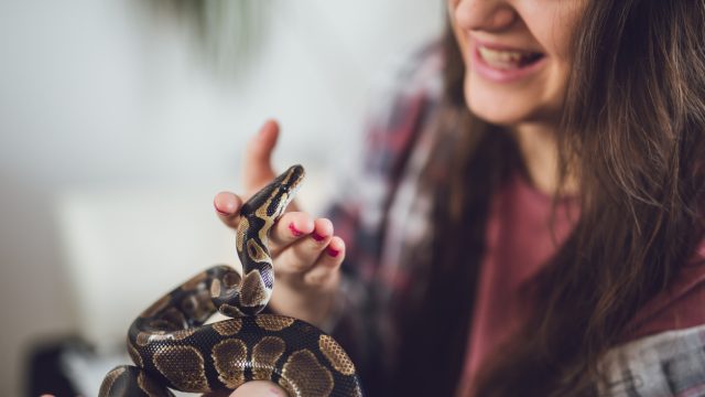 A young woman holding a ball python in her home