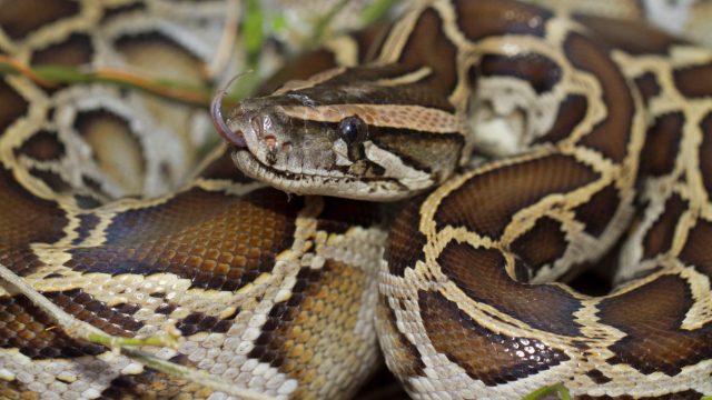 A close up of a Burmese Python
