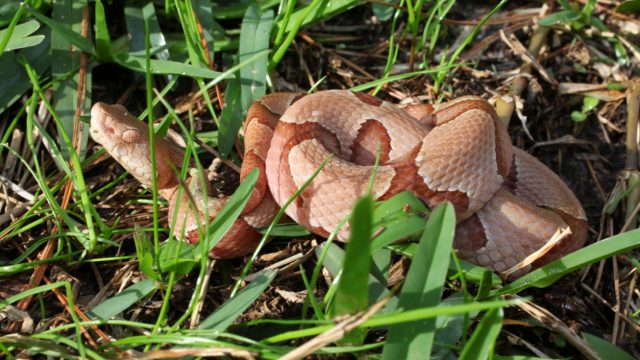 A copperhead snake moving through grass