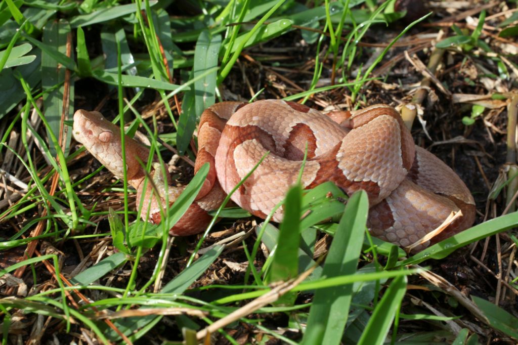 A copperhead snake moving through grass