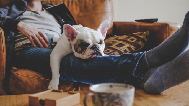 A man asleep on the couch with a dog sleeping on his lap
