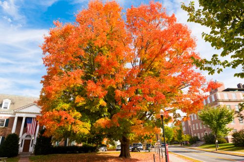 fall foliage