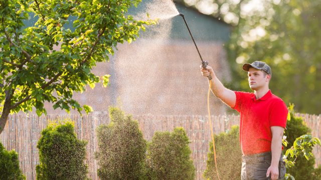 A pest control technician spraying a tree with insecticide