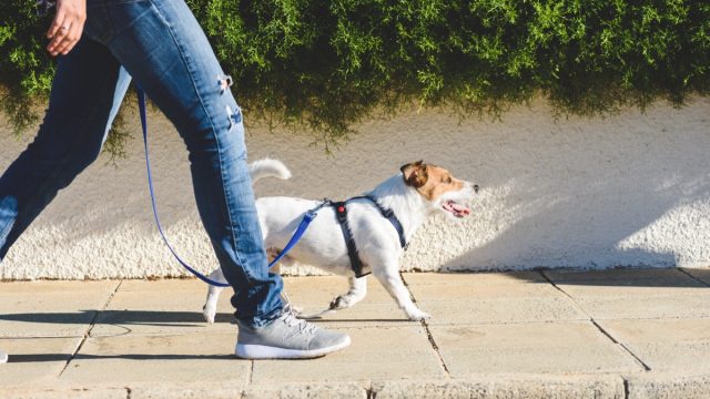 Jack Russell Terrier in harness walking on loose leash