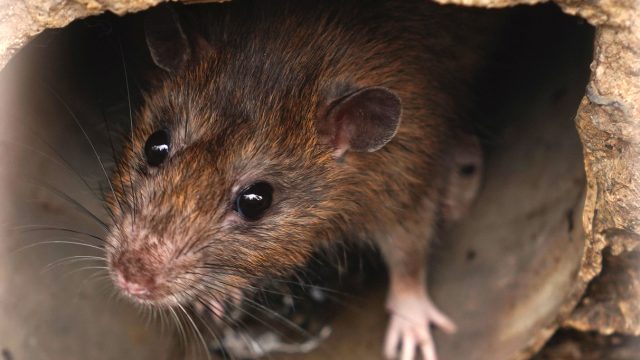 A rat sticking its head out of a drain pipe