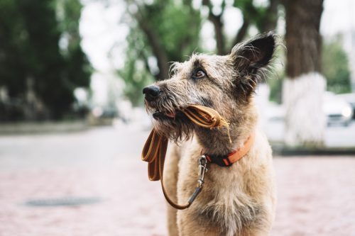 Lost Dog