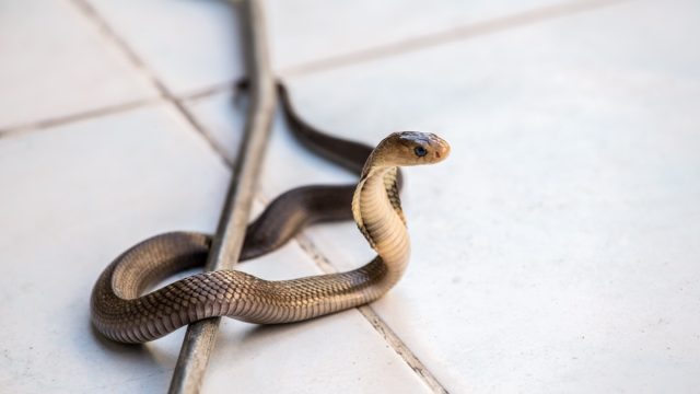 Snake on Tile