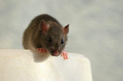 Mouse Perched on Edge