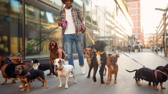 Dog Walker on Sidewalk