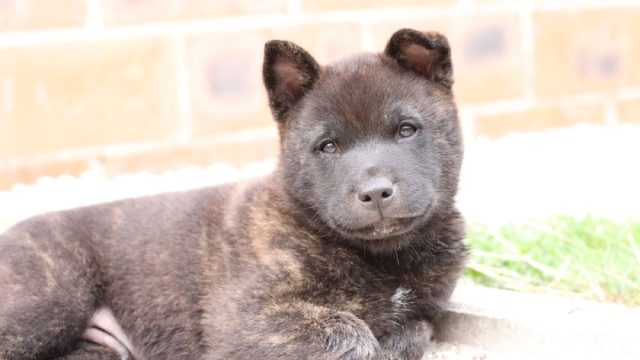 unique dog breeds - rare kai ken puppy looking at the camera while out in the sun