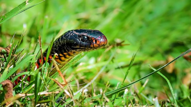 A snake hiding in the grass