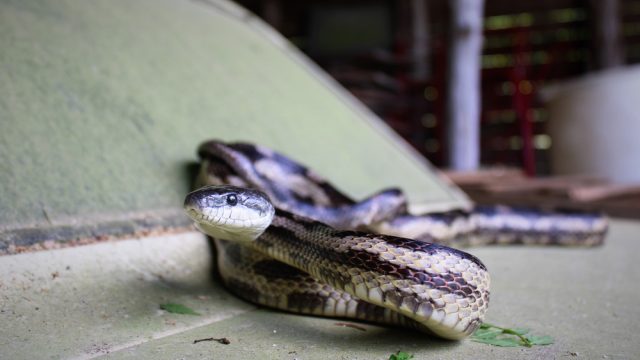 A snake on the hood of a car