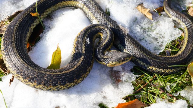 A snake curled up on some snow
