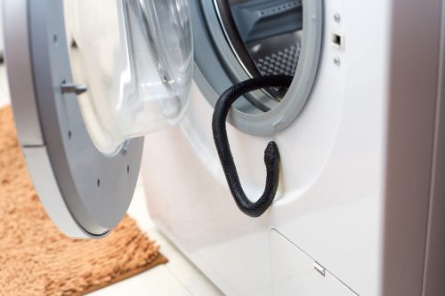 A black venomous snake hangs from the drum of the washing machine in the bathroom.
