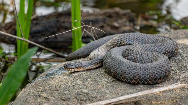 A water snake sitting on a rock next to a lake