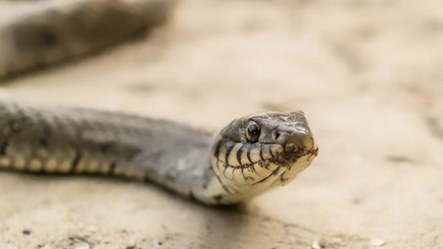 Snake inside a home.