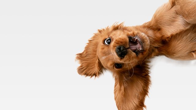 small dog breed making a silly face