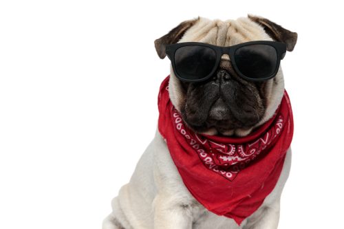 pug looking tough with sunglasses and a bandanna