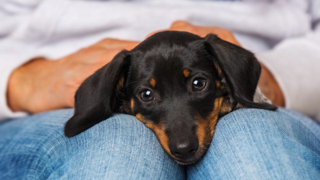 Cute dachshund puppy lying on human knees