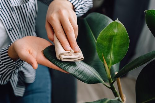 Top view of hands wiping dust from big green leaves of plant.