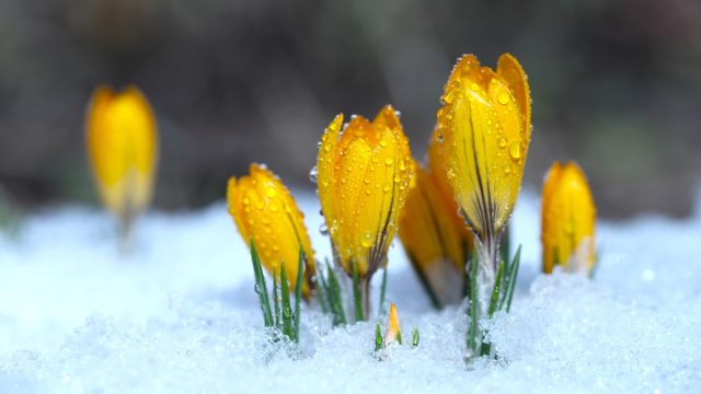 flowers thrive in winter
