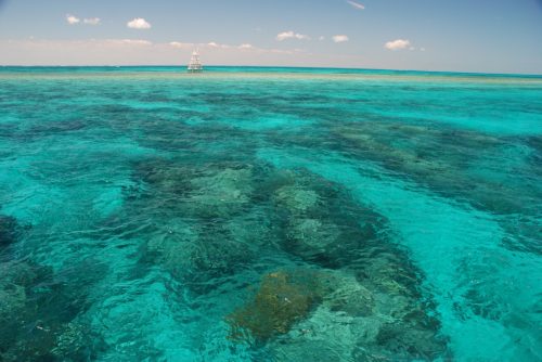 coral reefs at John Pennekamp State Park