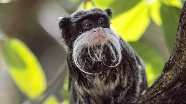 emperor tamarin monkey