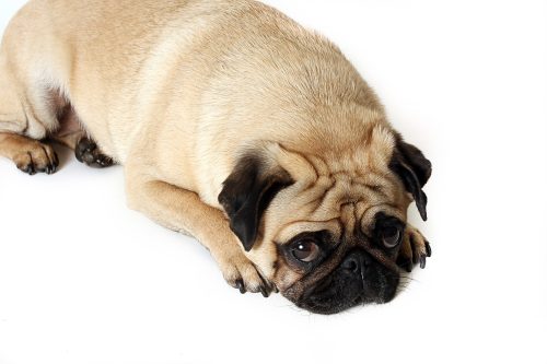 dog looking guilty