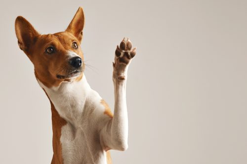 dog lifting his paw
