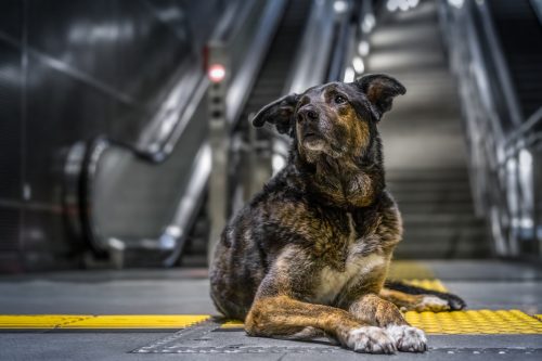dog in the subway