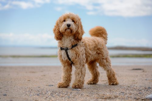 Adorable One Year Old Cockapoo on the beach