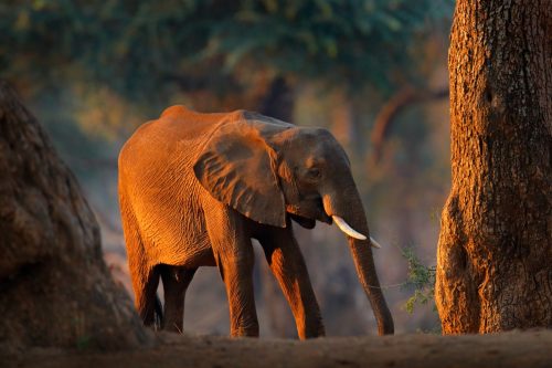 African forest elephant
