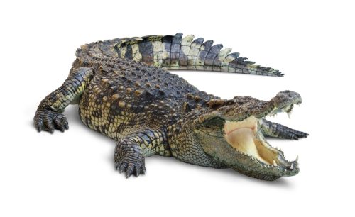Large Crocodile open mouth isolated on white background.