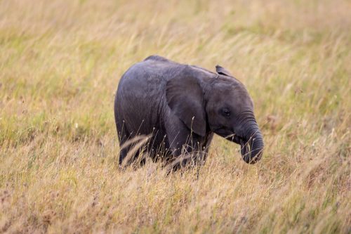 Baby elephant sucking its trunk