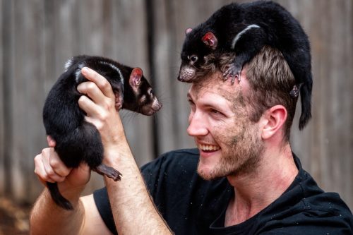 Pair of baby Tasmanian Devils crawling on the head of a park keeper
