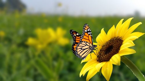 monarch butterfly on sunflower in field