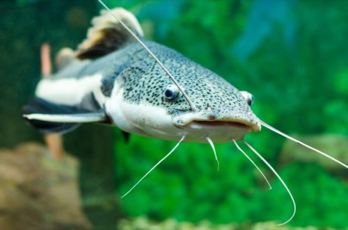 Redtail catfish in the aquarium
