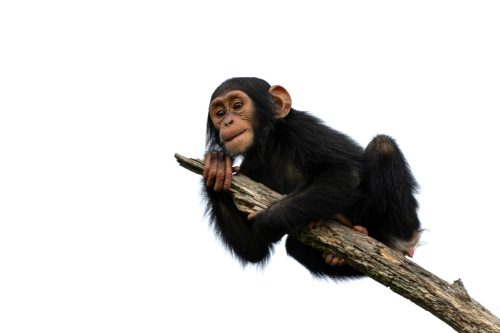 chimpanzee on a branch, isolated with white background