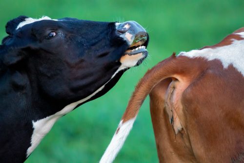 cow smelling another cow's behind