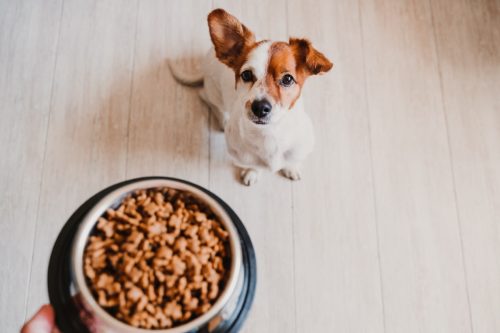cute small jack russell dog at home waiting for his dinner