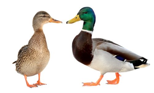 male and female mallards facing one another