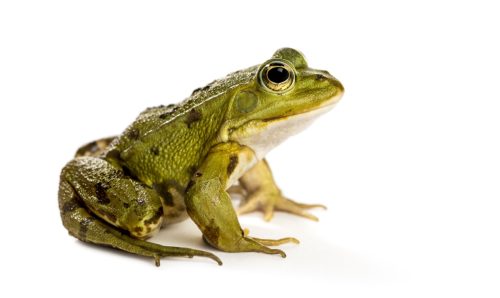 common frog