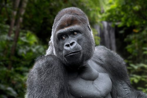 silverback gorilla