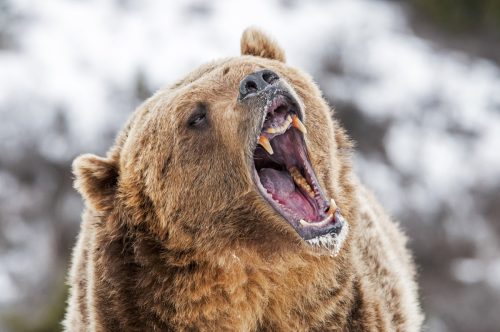 grizzly bear roaring