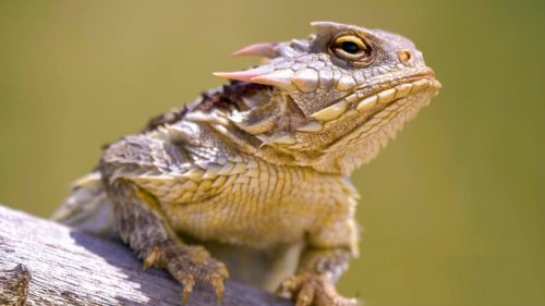Close up of coast horned lizard resting on a rock
